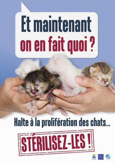 Stérilisation des chats