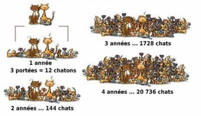 Stérilisation des chats 2